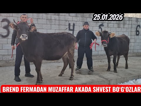BREND FERMADAN🔥 YANGI PARTIYA BO‘G‘OZLAR SHVEST CHORNY PIOSTRA BO‘G‘OZLAR🔥