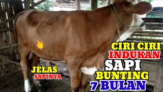 Download lagu CHARACTERISTICS OF A 7-MONTH PREGNANT COW WITH SUPER THICK SKIN mp3
