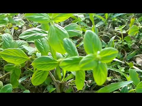 vlog ep_71 | Beautiful gourd tree in my village.Natural view