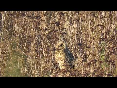 Short eared owl well camouflaged in the marsh