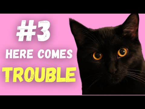 Black Cat Personality: 6 Unique Traits That Define Them