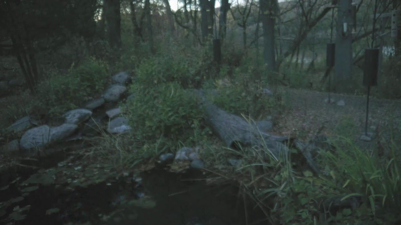 Vista en directo de la webcam Comederos de aves del Richardson Nature Center