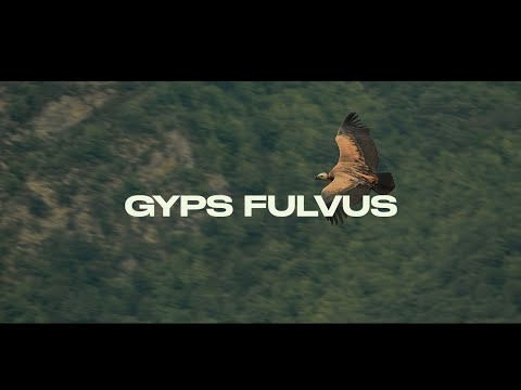 griffon vulture/gyps fulvus/vautour fauve/sup bělohlavý