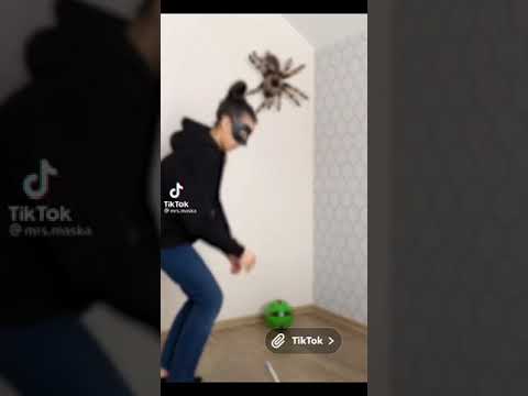 Pour une fois que l'araignée ne nous saute pas dessus 😋