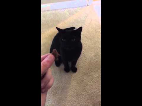 Food Aggressive Cat