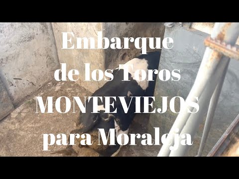 Embarque de LOS MONTEVIEJOS Toros de Lidia para Corrida de Rejones de Moraleja