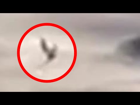 Mysterious FLYING CREATURE Caught on Tape Video