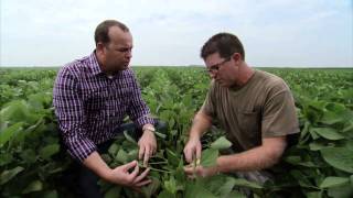 Illinois Soybean Farm - America&#39;s Heartland