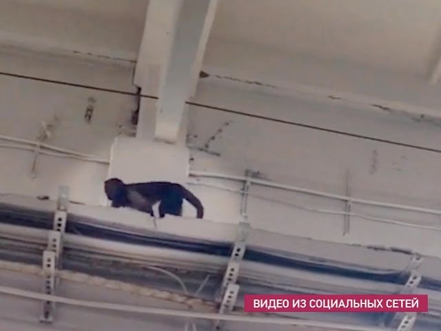 Экзотические беглецы