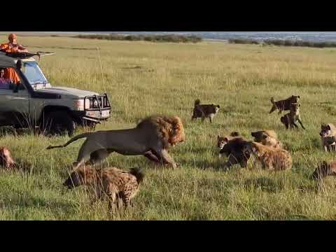 Lion King vs 30 Hyenas! Rare KILL!