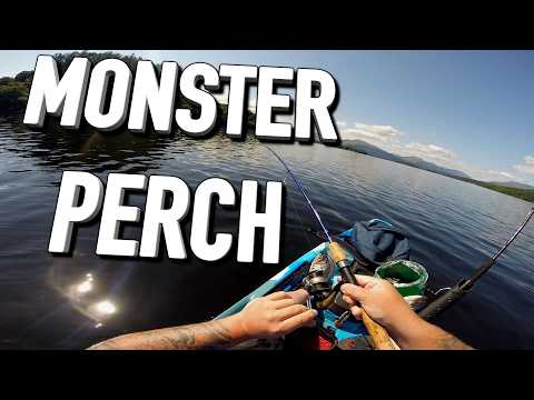 If you want to catch Huge Perch in 2025, Do this! (Loch Lomond NEW PERCH PB)