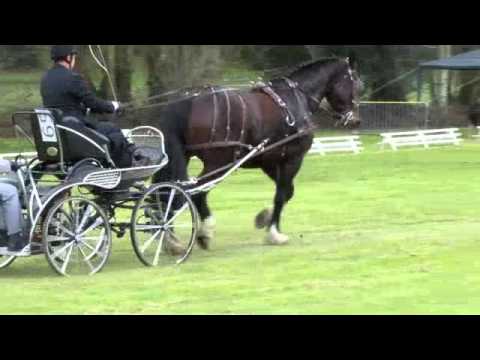 Carriage Driving Event at Gourin 2012
