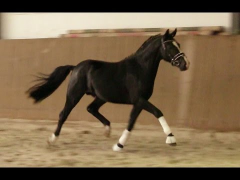 3. Ponyforum Hengsttage NAMIB W v. Nutrix - Kennedy