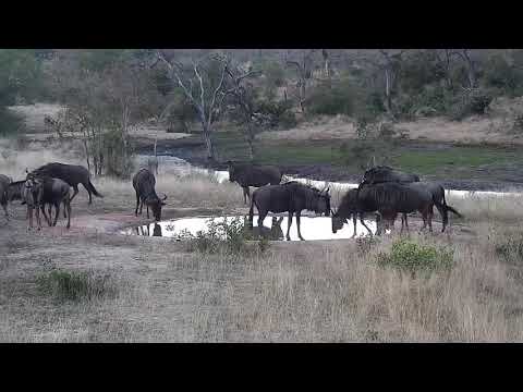 Djuma: Wildebeests drinking at the pan - 17:35 - 08/01/20