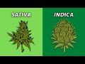 Sativa Vs Indica What S Better