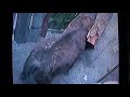 Buffalo November 16 1998
