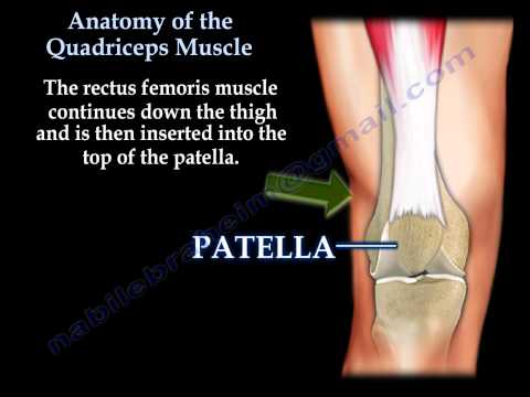 Anatomy Of The Quadriceps - Everything You Need To Know - Dr. Nabil Ebraheim