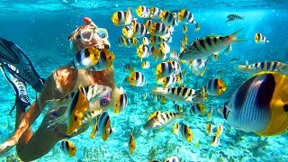 SNORKELING IN BORA BORA (Best in the World)