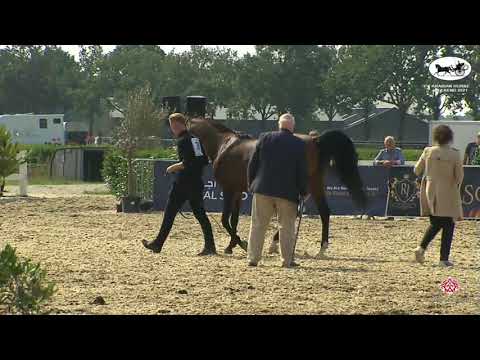 N 39 BYSTIVAL KOSSACK   Arabian Horse Weekend 2021   National