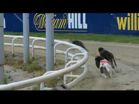Round 3 heats of the 2016 William Hill Greyhound Derby