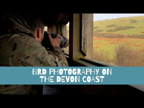 Bird Photography from a Hide on the Devon Coast with Nikon D500 and Sigma 150-600 lens.