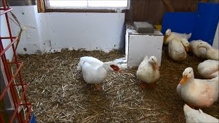 Windchill -27°C Pekin Brooding & Made In China Junk Problems Again #57 Breeding Ducks