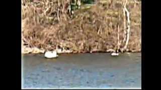 scatterbrain-here comes trouble