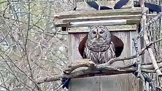 Female Barred Owl Flies Off For a Morning Break | April 10, 2024