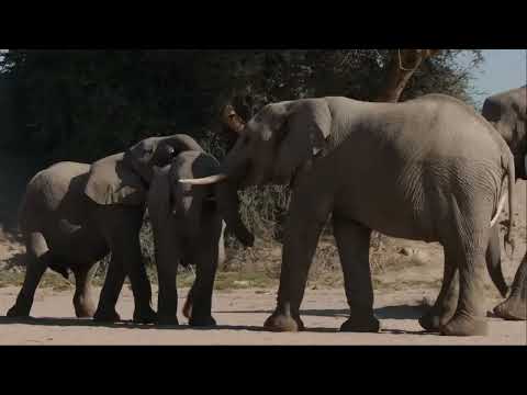 Zygmunt Kęstowicz i Hubert Antoszewski   Cztery słonie