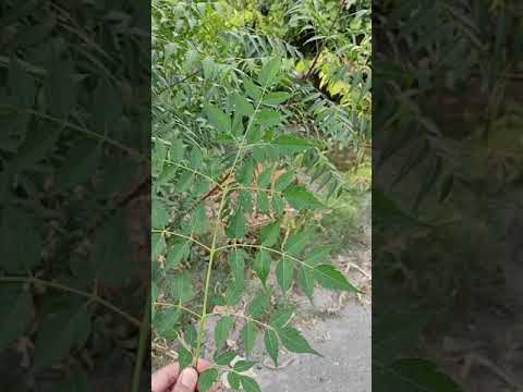 How to differentiate neem plant from Daraik and Bukayen? نیم کو کیسے پہچان سکتے ہیں