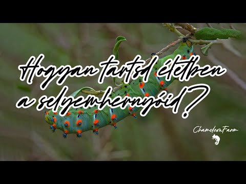 ChameleonFarm - Hogyan tartsd ÉLETBEN a selyemhernyóid!