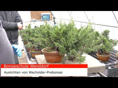 Wacholder Prebonsai auslichten