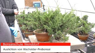 Wacholder Prebonsai auslichten