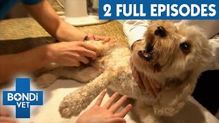 Dog's In Extreme Pain After Jumping Out Of Moving Car | Bondi Vet