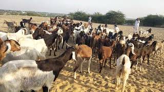 Goats towards homes evening time