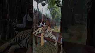 Download lagu At Tiger Kingdom, Phuket Thailand #tiger #tigekingdom mp3