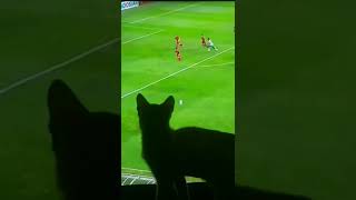 Download lagu Nonton Sepak bola reaksi kucing layar kaca ( TV ) mp3