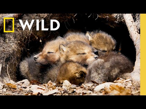 8 Minutes of Baby Animals: Pure Joy and Cuteness | Nat Geo Animals - YouTube
