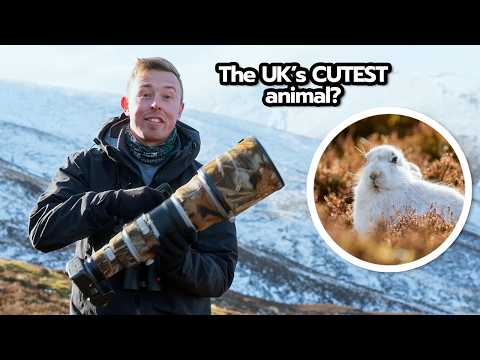 Scotland’s TOUGHEST ANIMAL? | Wildlife photography adventure