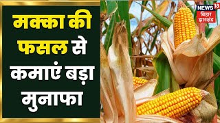 Makka Ki Kheti : मक्का की फसल से कमाएं बड़ा मुनाफा, इन बातों का रखें ख्याल | Maize Farming | Annadata