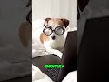 Make TV Time Fun for Your Dog: Tips & Tricks
