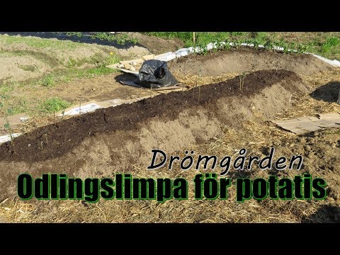 Anlägga en odlingslimpa