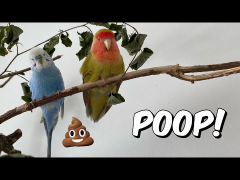 YouTube video about: How often do cockatiels poop?