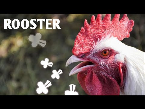 Rooster Crowing 🐓 | Rooster Crowing Compilation Plus - Rooster Crowing Sounds Effect | Rooster sound