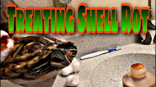 Treating SHELL ROT on my RED EAR SLIDERS!!!