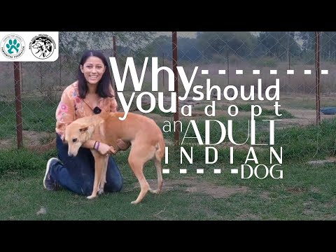 Why should you adopt an ADULT INDIAN dog?
