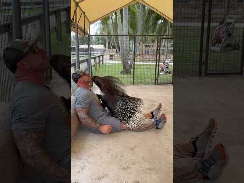 Did You Know PORCUPINES are SUPER Affectionate? Lola is! Come Visit Book at AnimalEDventures.com