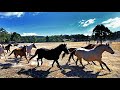 THE BRUMBIES OF THE TINDERRY RANGE •  AN AUSTRALIAN STORY