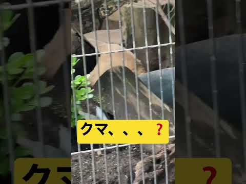 アナグマの種類 – マレーシアスカンクアナグマ (Mydaus javanensis)