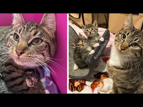 Stray Cat Walks into Apartment to Have Kittens and Gets Help Just in Time